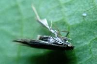 Bucculatrix nigricomella