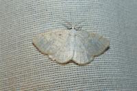 Cabera exanthemata