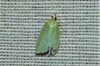 Tortrix viridana