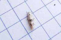 Elachista maculicerusella