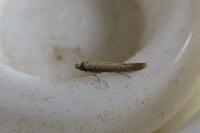 Bedellia somnulentella