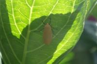 Wittia sororcula