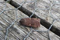 Noctua pronuba