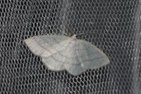 Cabera pusaria