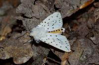 Spilosoma lubricipeda