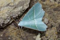Campaea margaritaria