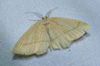 Cyclophora linearia