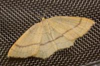 Cyclophora linearia