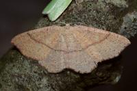 Cyclophora ruficiliaria