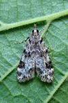 Eudonia delunella