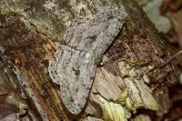 Hypomecis roboraria