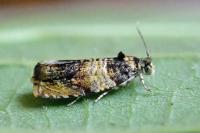 Celypha aurofasciana