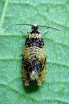 Celypha aurofasciana
