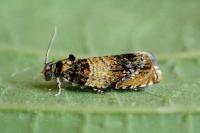 Celypha aurofasciana