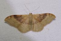 Idaea degeneraria