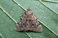 Aglossa pinguinalis