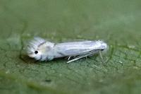Phyllocnistis