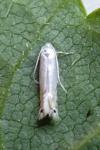 Phyllocnistis