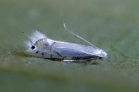 Phyllocnistis