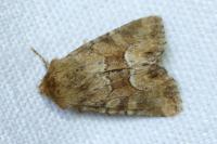 Oligia fasciuncula