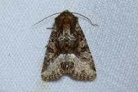 Oligia strigilis