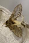 Peridea anceps