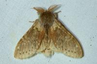 Stauropus fagi