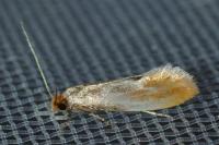 Tinea semifulvella