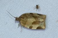 Choristoneura hebenstreitella