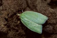 Tortrix viridana