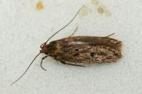 Hofmannophila pseudospretella