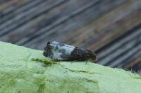 Notocelia cynosbatella