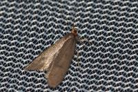 Agnoea