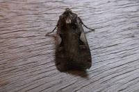 Xestia c-nigrum