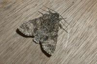 Acronicta megacephala