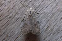 Caradrina clavipalpis