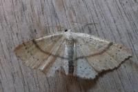 Cyclophora punctaria
