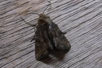 Oligia latruncula