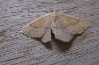 Cyclophora ruficiliaria