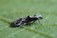 Blastodacna hellerella