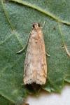 Ephestia