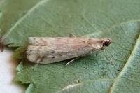 Ephestia
