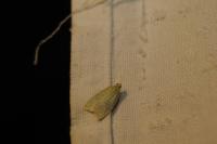 Tortrix viridana