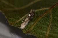 Phyllonorycter rajella