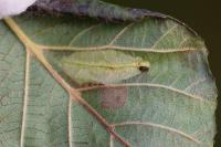 Phyllonorycter rajella