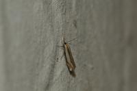 Crambus pascuella