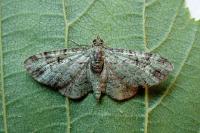 Pasiphila rectangulata