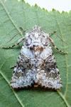 Hecatera bicolorata
