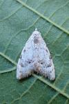 Nola confusalis