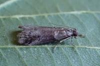 Acrobasis obliqua